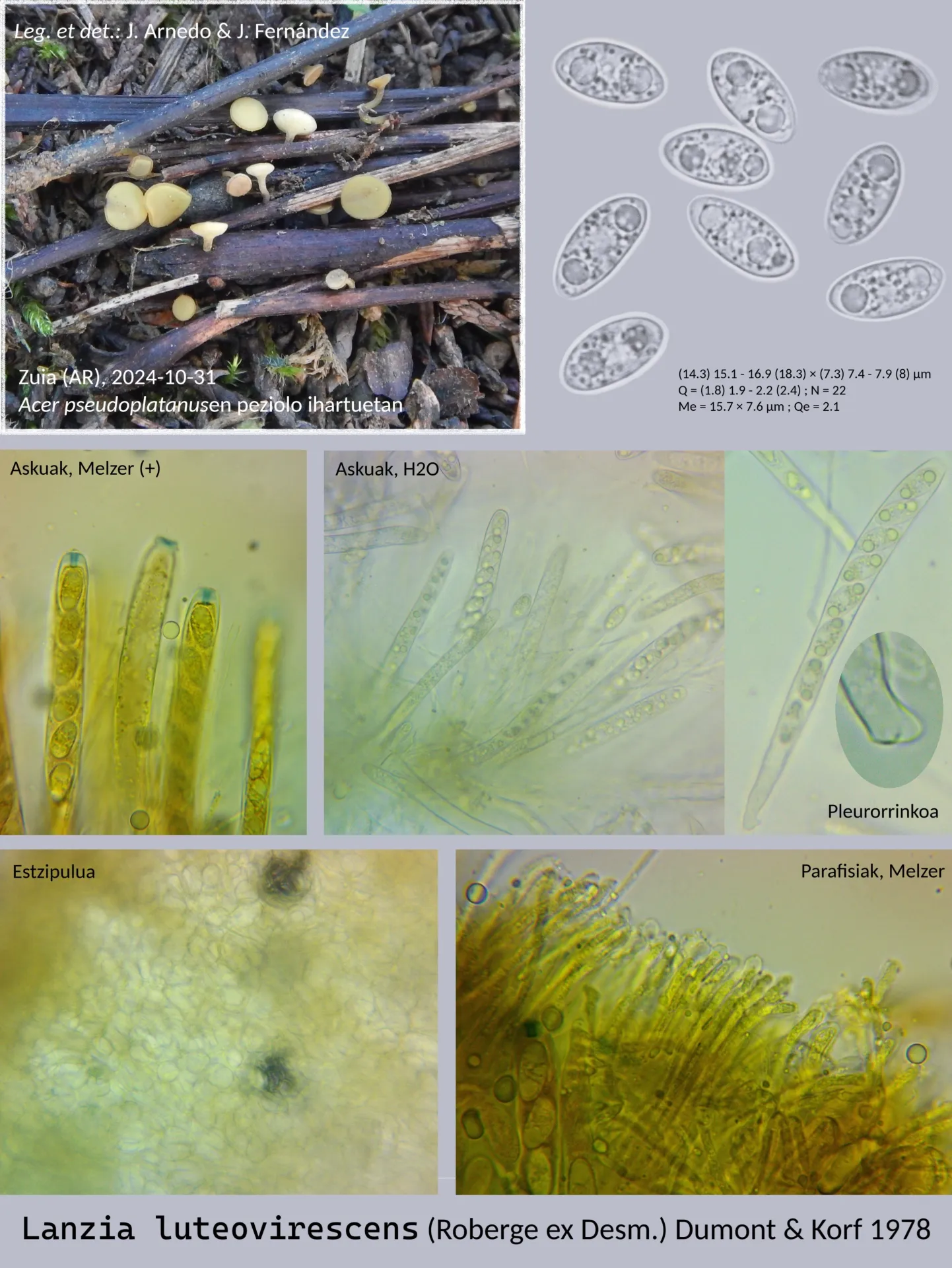Microscopía de Lanzia luteovirescens